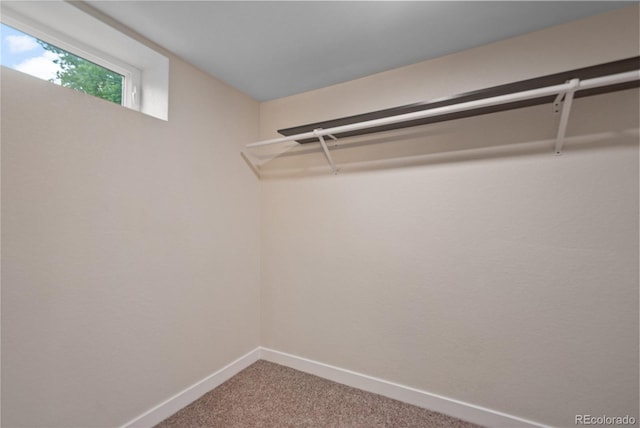 spacious closet featuring carpet flooring