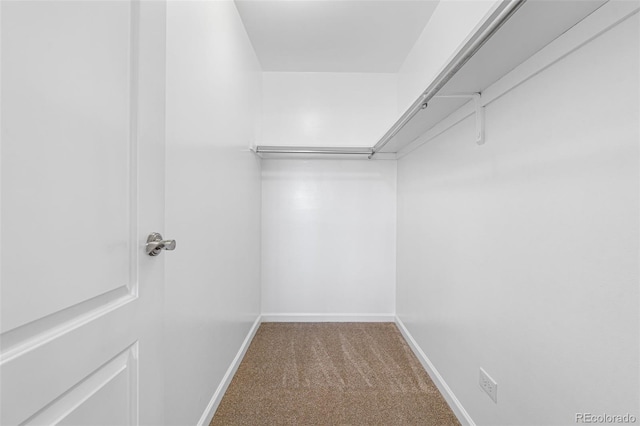 walk in closet featuring carpet flooring