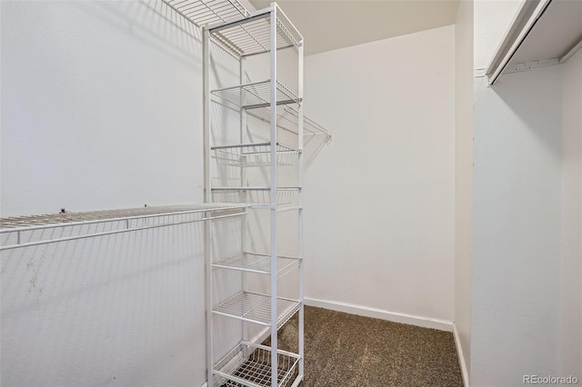 walk in closet with carpet floors