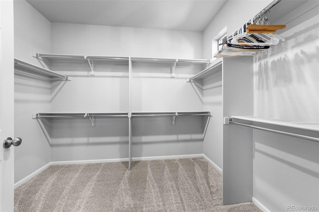 spacious closet featuring carpet flooring