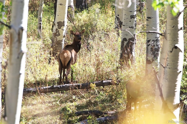 000 Divide Rd, Whitewater, CO 81527 - photo 10