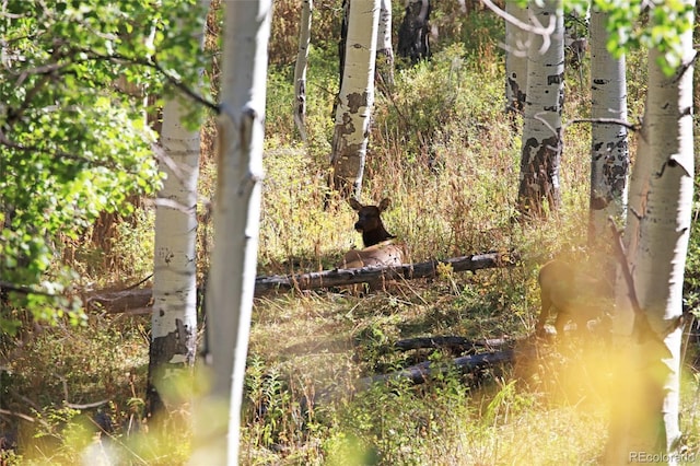 000 Divide Rd, Whitewater, CO 81527 - photo 29