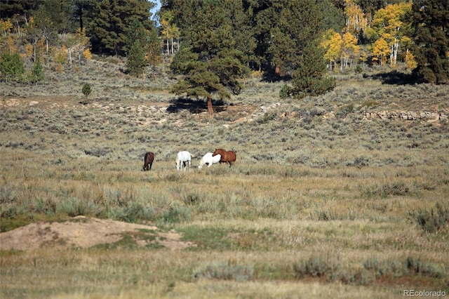 000 Divide Rd, Whitewater, CO 81527 - photo 35