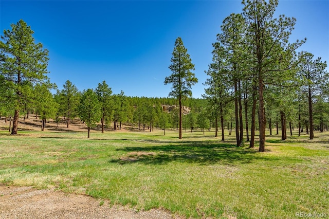 14552 Timber Valley Dr, Weston, CO 81091 - view of grassy yard
