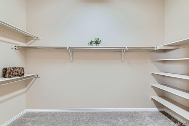spacious closet featuring carpet floors
