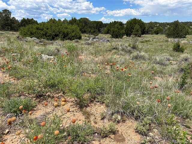 LOT809 Rio, Cucharas Walsenburg, CO 81089 - photo 9