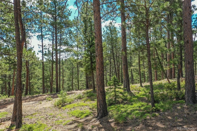 4041 Trout Creed Rd, Woodland Park, CO 80863 - view of woods