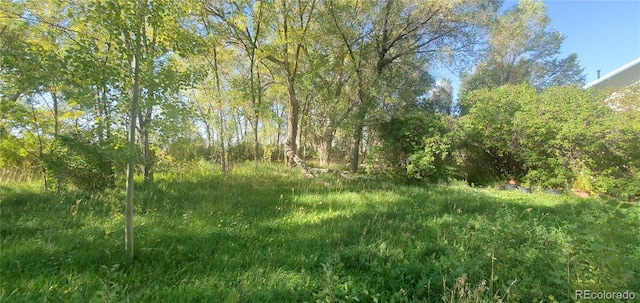 view of local wilderness