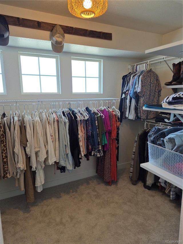 8229 Cottongrass Ct, Castle Pines, CO 80108 - walk in closet featuring carpet floors
