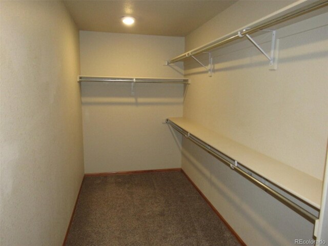 walk in closet featuring carpet flooring