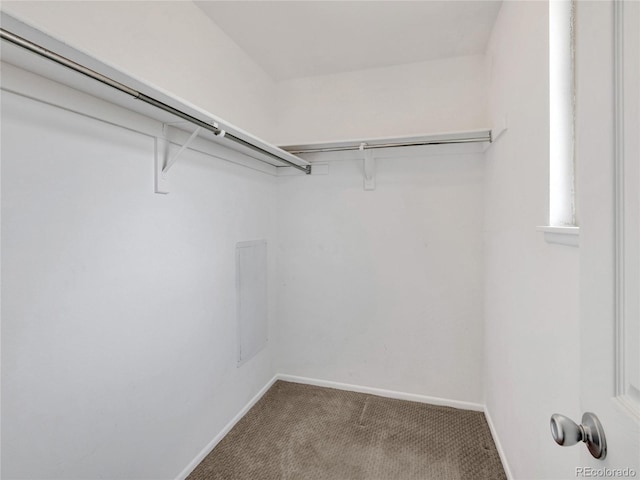 walk in closet featuring carpet flooring