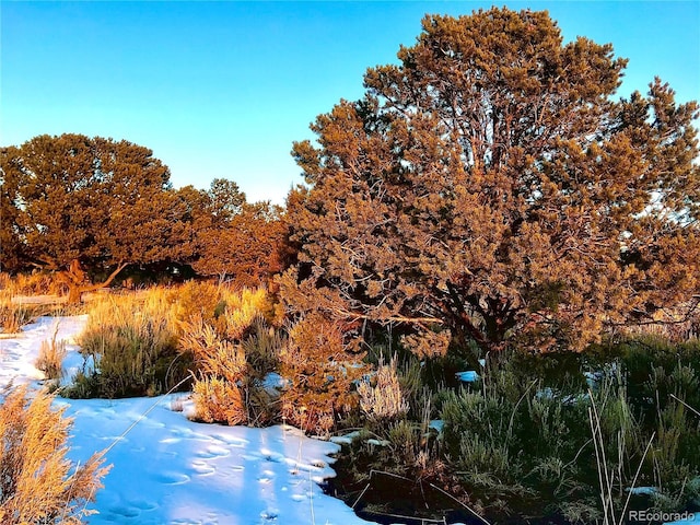 2907 County Road 128, Hesperus, CO 81326 - photo 24