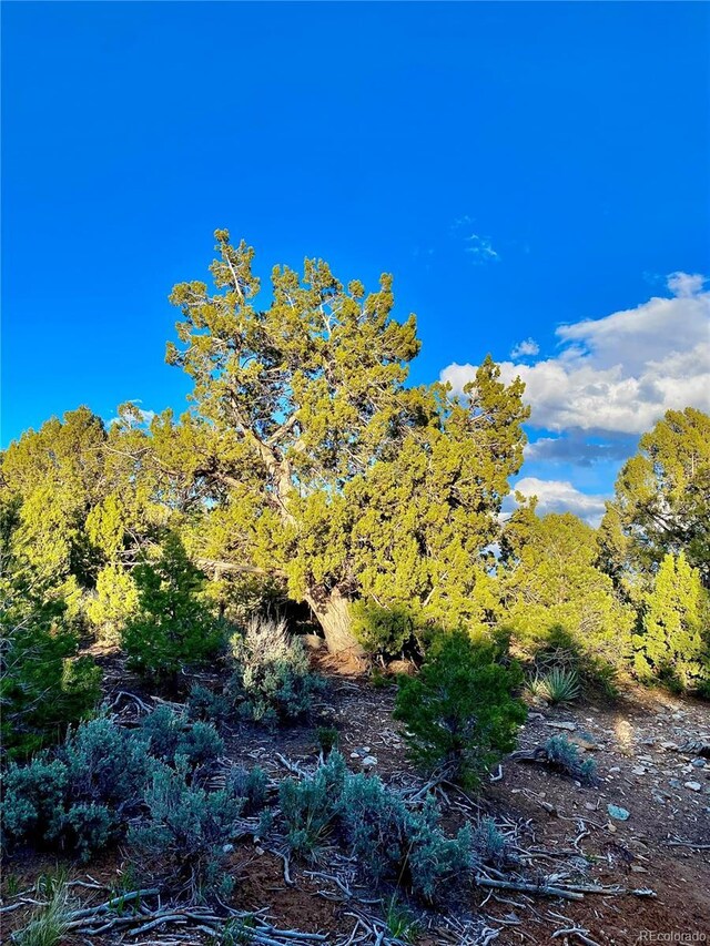2907 County Road 128, Hesperus, CO 81326 - photo 16