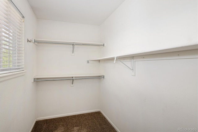 4860 W 125th Ave, Broomfield, CO 80020 - walk in closet featuring carpet