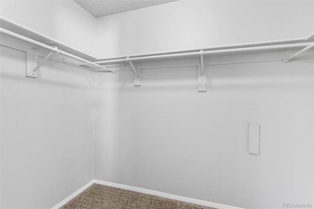 walk in closet featuring carpet floors