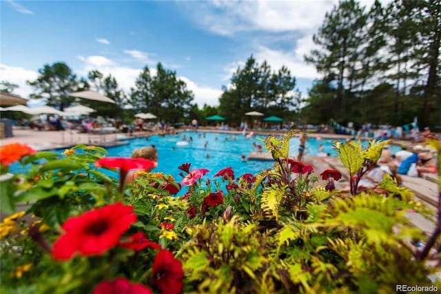 view of pool