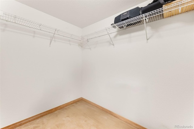 walk in closet featuring carpet flooring