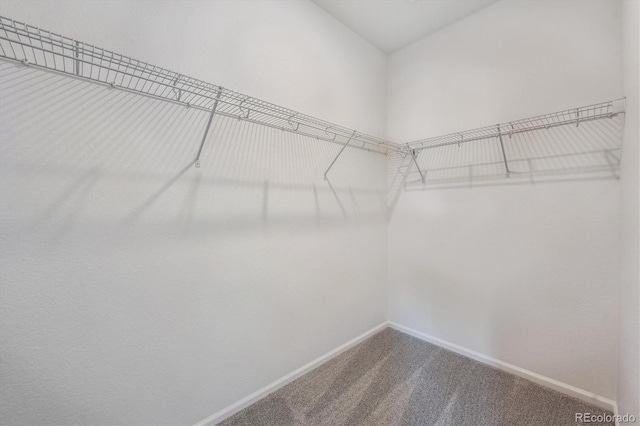 1242 Penner Dr, Erie, CO 80026 - walk in closet featuring carpet flooring