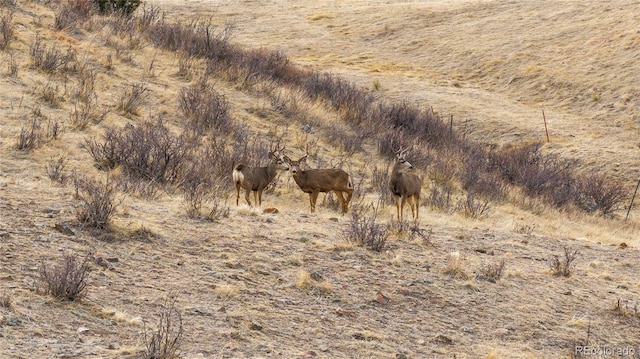 view of local wilderness with a rural view