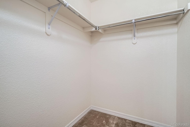 spacious closet featuring carpet floors