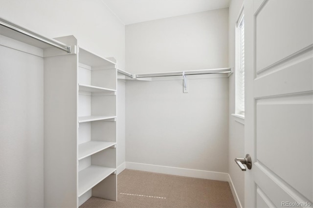 14337 Shasta Daisy Pt, Parker, CO 80134 - walk in closet featuring carpet flooring