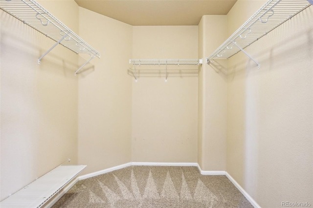 spacious closet featuring carpet flooring