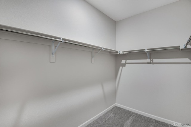 walk in closet featuring carpet flooring