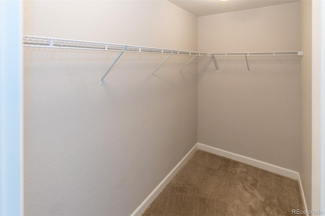 walk in closet featuring carpet floors