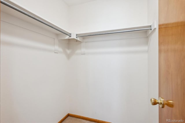 walk in closet with carpet floors