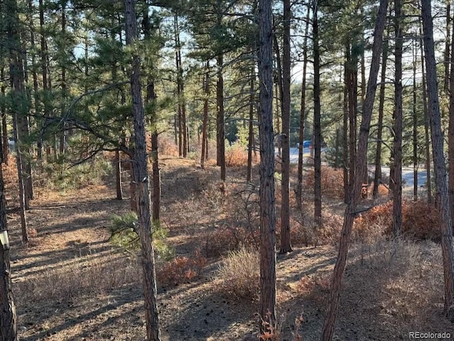 view of local wilderness