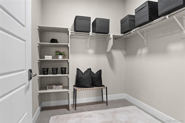 spacious closet featuring carpet flooring