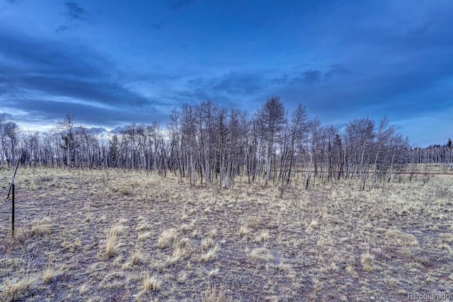 view of local wilderness