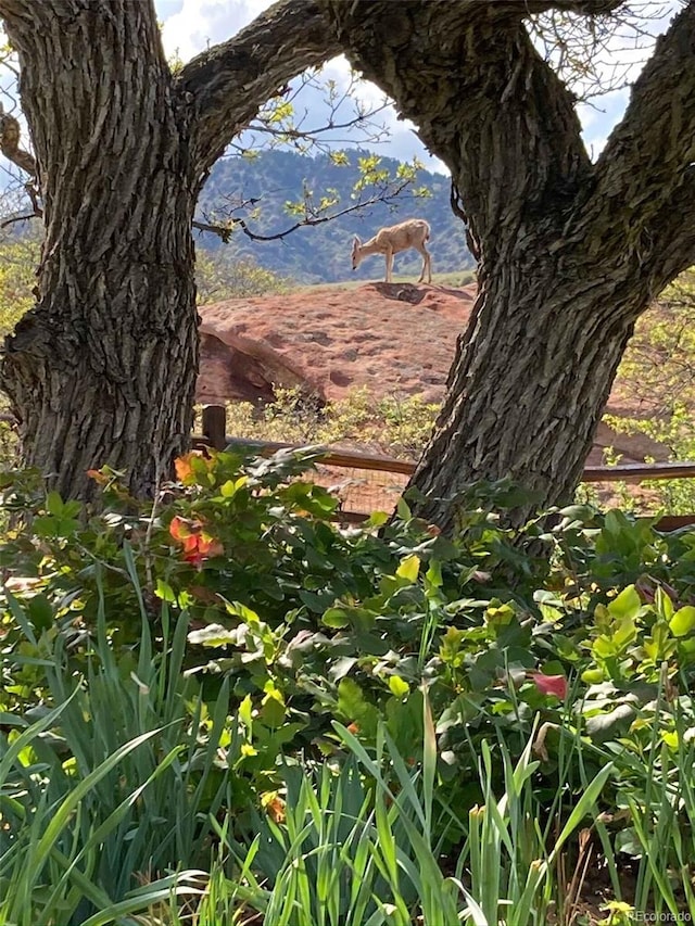 6227 Colorow Dr, Morrison, CO 80465 - view of nature