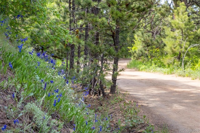 1546 Chute Rd, Golden, CO 80403 - photo 6