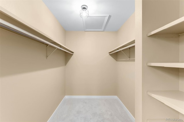 spacious closet featuring carpet