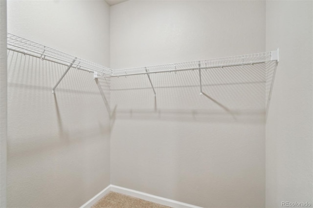 spacious closet featuring carpet floors