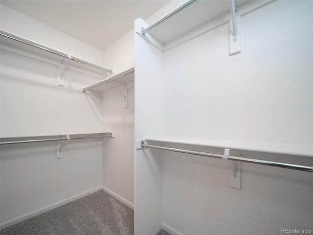 spacious closet featuring carpet flooring