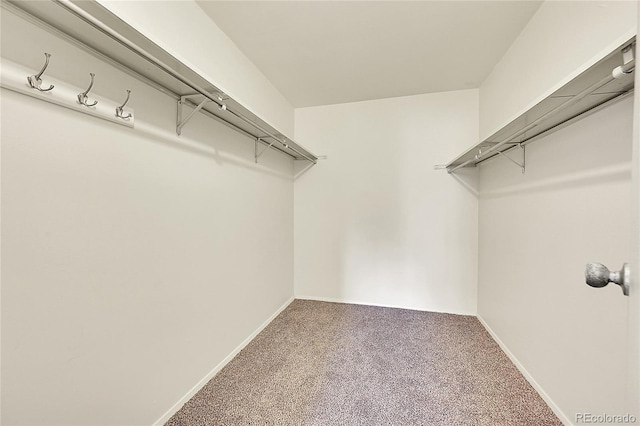 walk in closet featuring carpet flooring