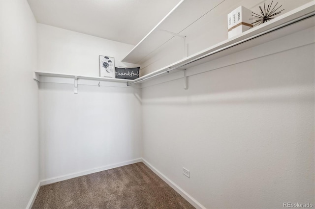 walk in closet featuring carpet flooring