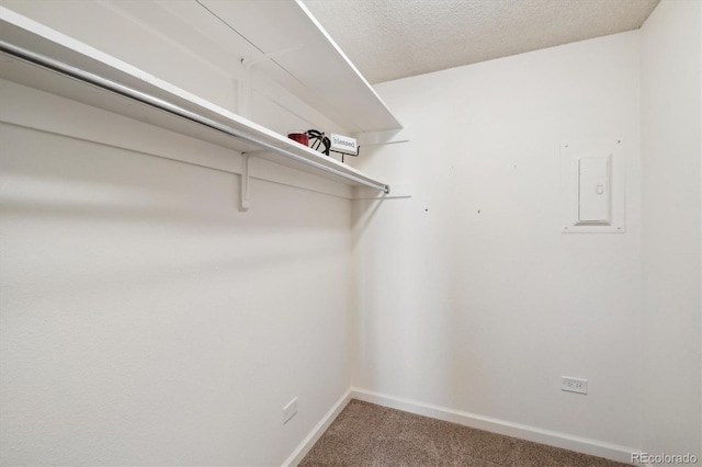 spacious closet featuring carpet flooring