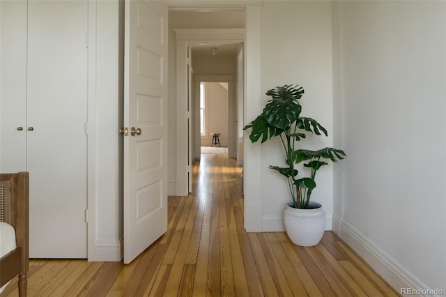 3330 Bruce Randolph Ave, Denver, CO 80205 - hallway featuring light wood finished floors and baseboards