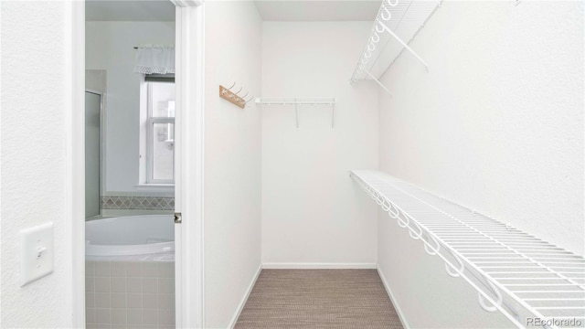 spacious closet featuring carpet flooring