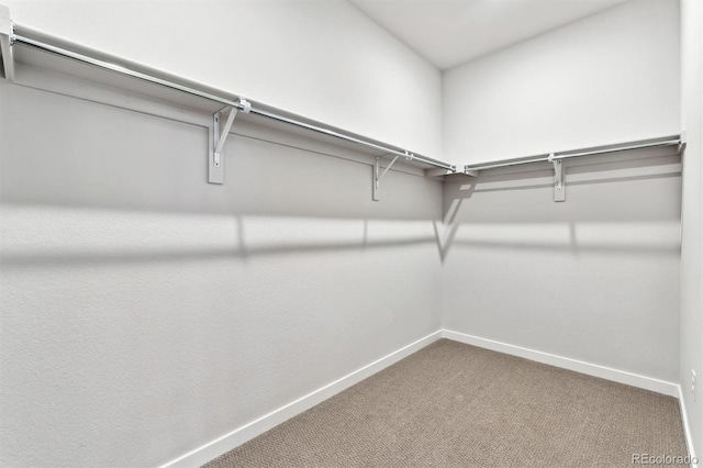 spacious closet featuring carpet flooring