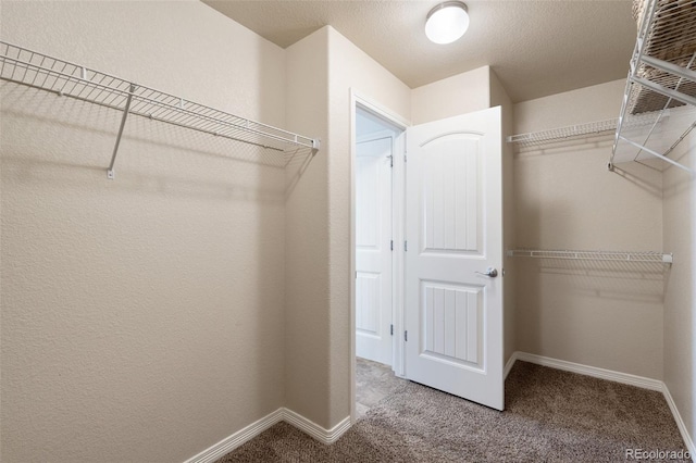 spacious closet featuring carpet floors