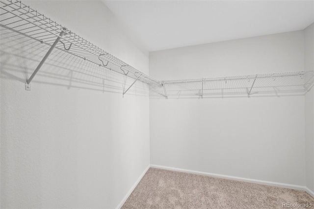 walk in closet with carpet