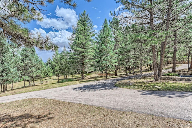 view of yard with driveway