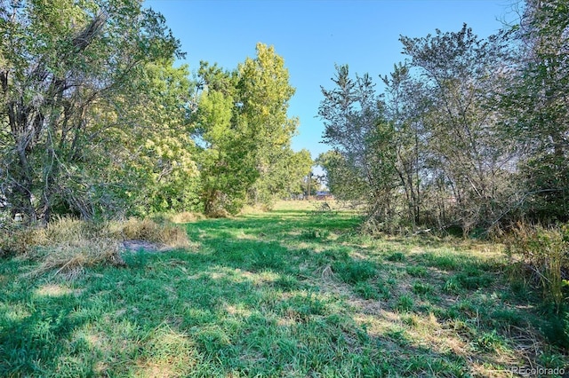 view of local wilderness