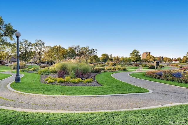view of community with a lawn