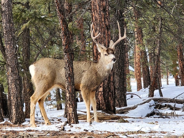 26526 Gray Buck Trl, Conifer, CO 80433 - view of snowy landscape