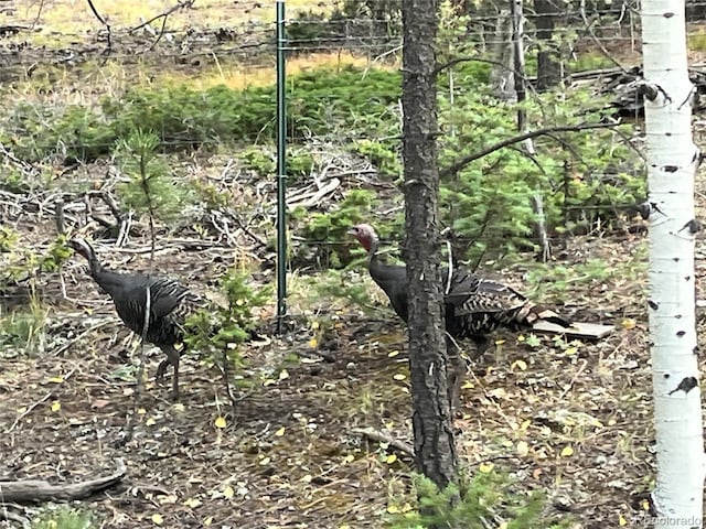 26526 Gray Buck Trl, Conifer, CO 80433 - view of local wilderness